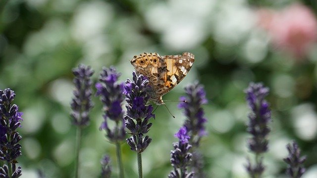 Giornata Mondiale dell’Ambiente, a difesa della biodiversità